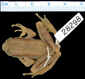 Media type: image; Herpetology A-28298